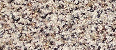 CarpetKrin, Els English II with SG4 Traction