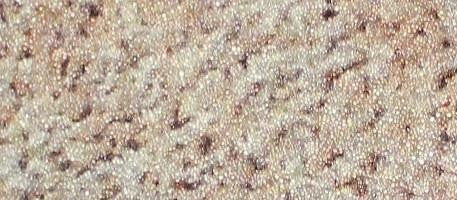 Almond Shape I, Super Grip - No-slip Strip